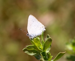 Satyrium sylvinus