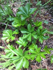 Saniculeae