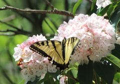 Papilio appalachiensis