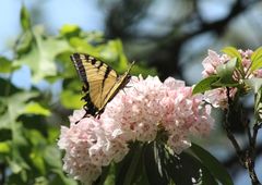Papilio appalachiensis