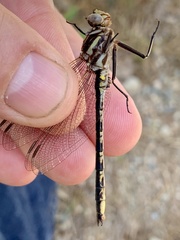 Phanogomphus spicatus