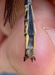 Phanogomphus spicatus