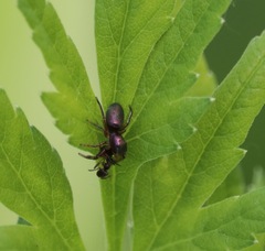 Tutelina