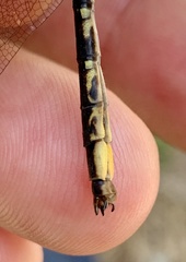 Phanogomphus spicatus