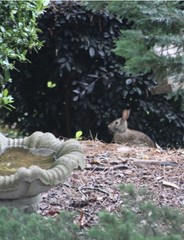 Sylvilagus floridanus