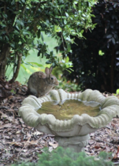 Sylvilagus floridanus