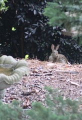 Sylvilagus floridanus