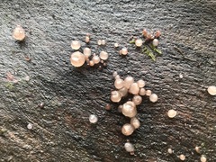 Dacrymyces stillatus