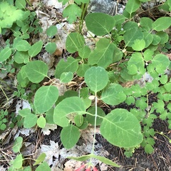 Lonicera arizonica