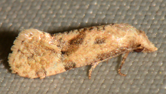 Platphalonidia felix