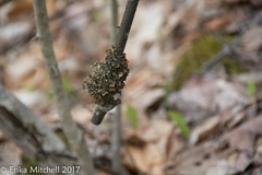 Tuckermanopsis ciliaris