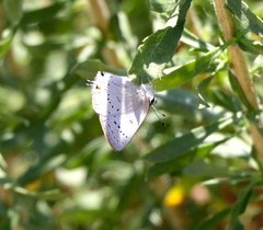 Satyrium sylvinus