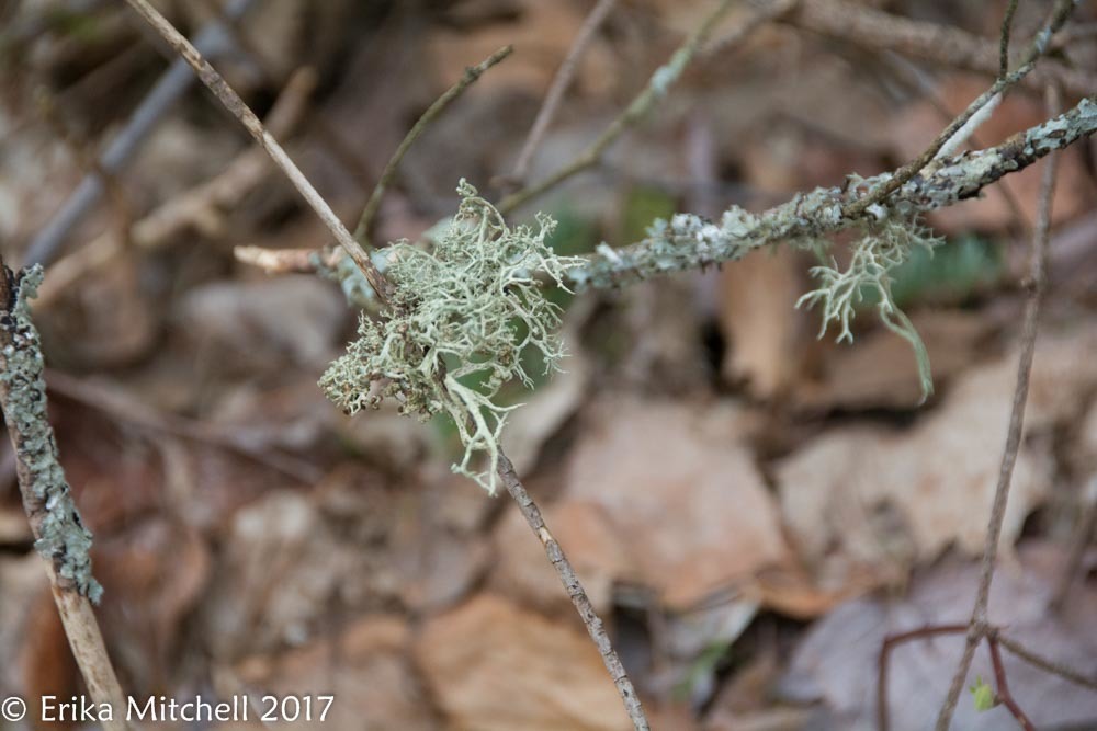 Evernia mesomorpha image