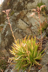 Dudleya viscida