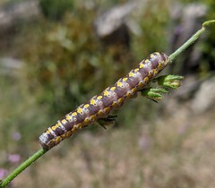 Sympistis perscripta