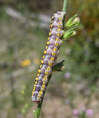Sympistis perscripta