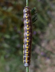 Sympistis perscripta