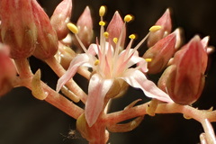 Dudleya viscida