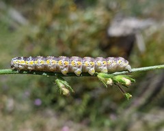 Sympistis perscripta