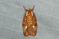 Euchaetis metallota