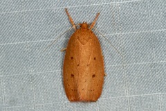 Prionocris protoxantha