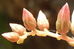 Dudleya viscida