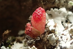 Dudleya viscida