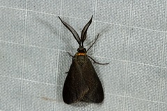 Pollanisus subdolosa