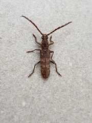 Rhytidodera simulans