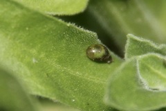 Syrphidae