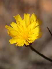 Pilosella arguta