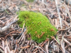 Bryoerythrophyllum recurvirostrum