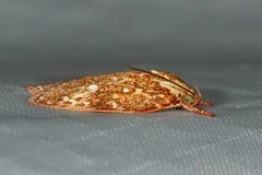 Euchaetis metallota