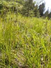 Carex interior