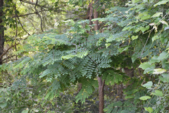 Gleditsia triacanthos inermis