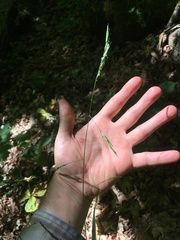 Melica smithii