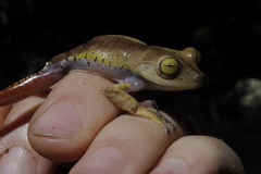 Bokermannohyla hylax