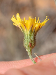 Pilosella arguta