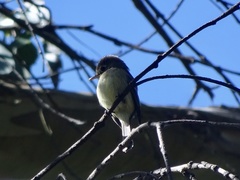 Empidonax difficilis