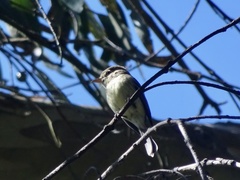 Empidonax difficilis