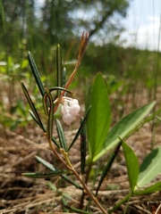 Andromeda polifolia latifolia