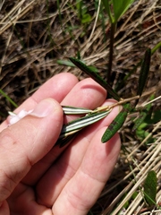 Andromeda polifolia latifolia