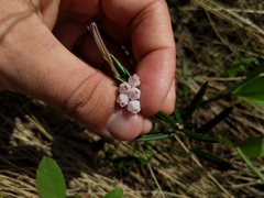 Andromeda polifolia latifolia
