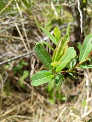 Salix pedicellaris