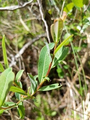 Salix pedicellaris