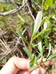 Salix pedicellaris