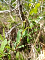 Salix pedicellaris