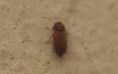 Stegobium paniceum