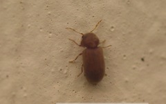Stegobium paniceum