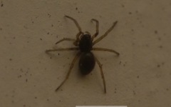 Araneae